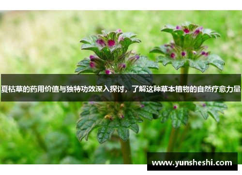 夏枯草的药用价值与独特功效深入探讨，了解这种草本植物的自然疗愈力量